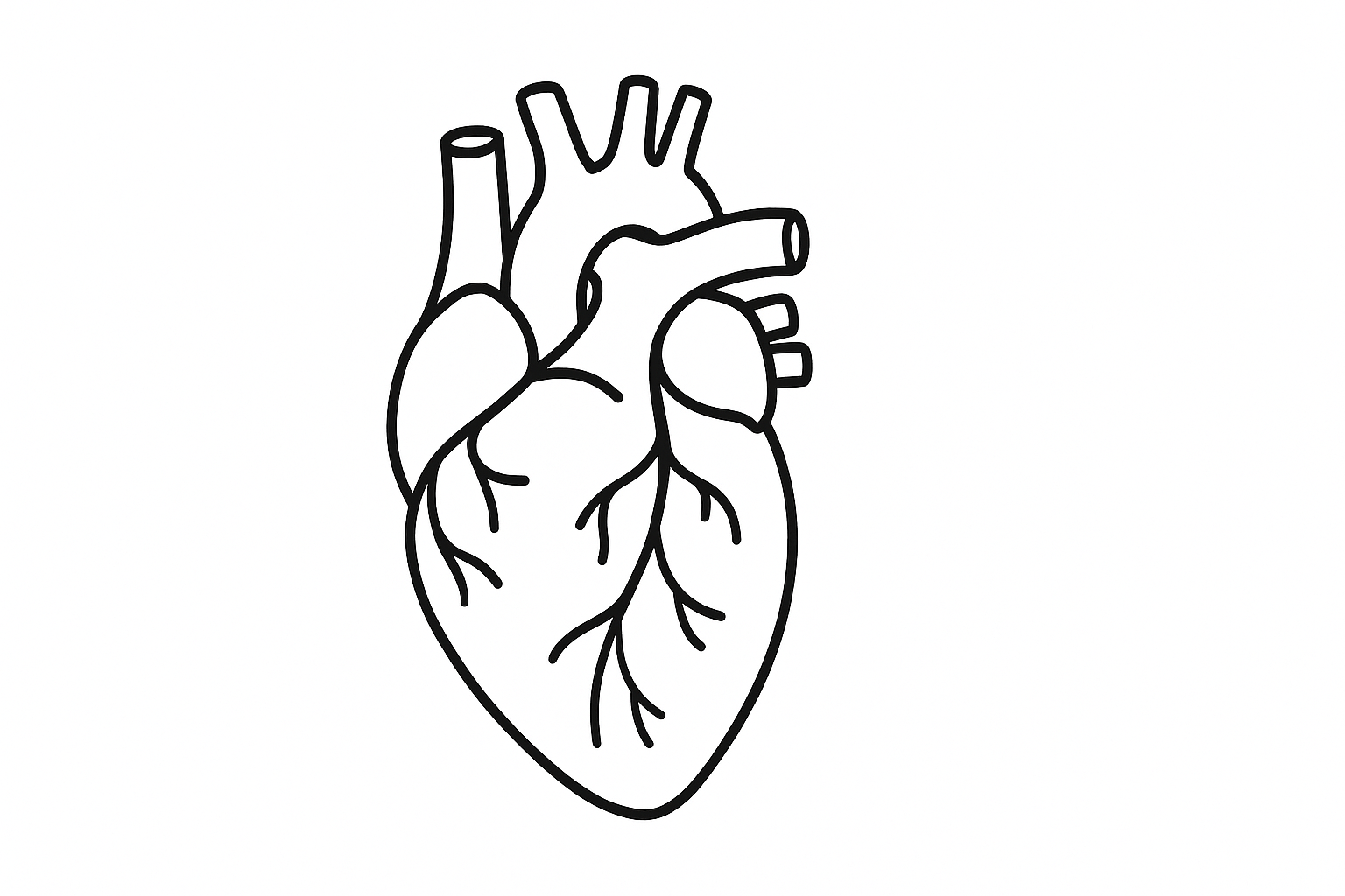 Human Heart Tactile Graphic