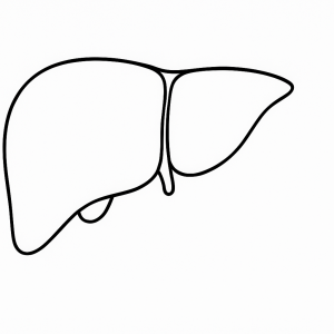 Human Liver Tactile Graphic