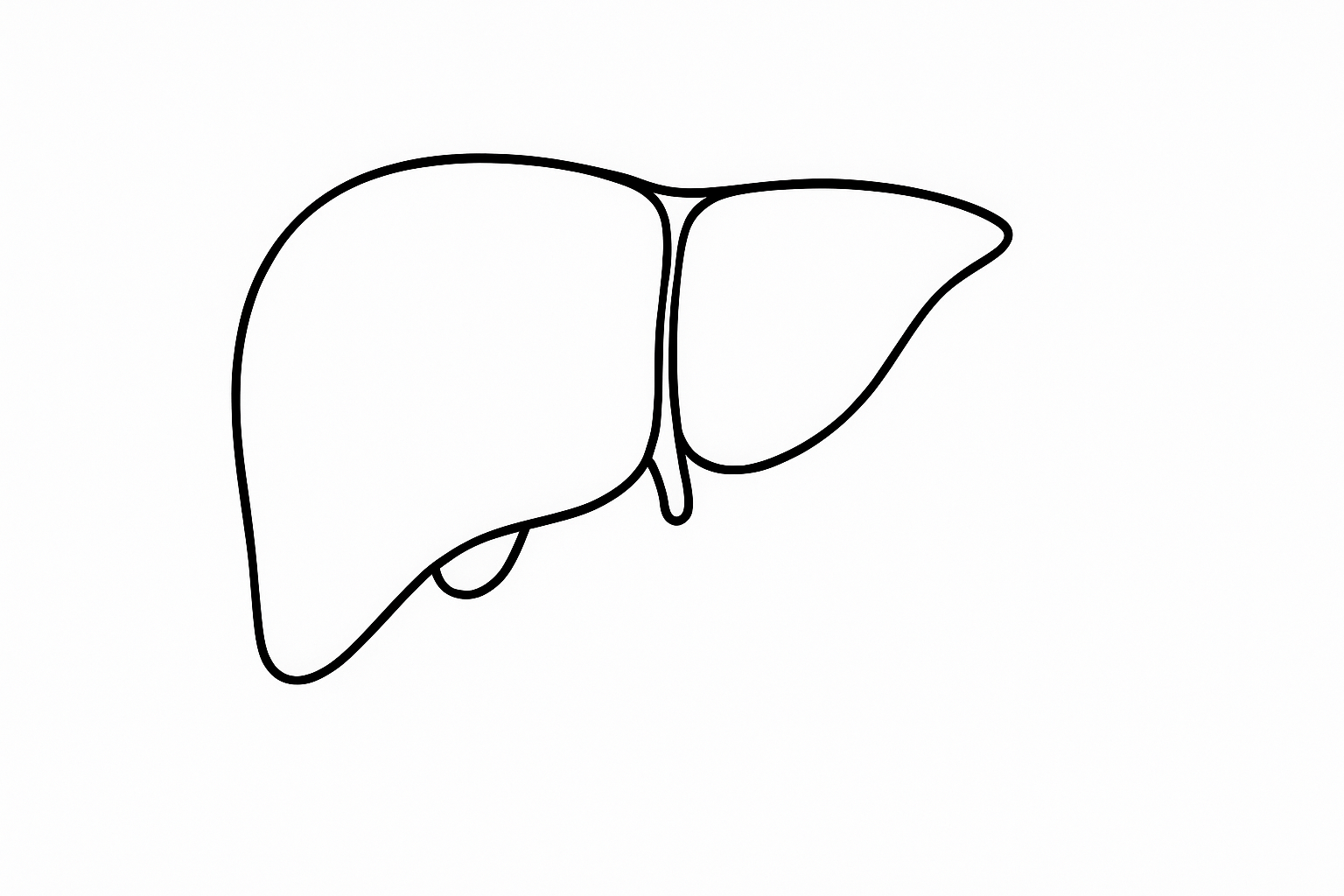 Human Liver Tactile Graphic