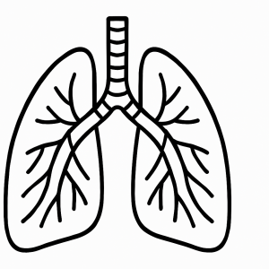 Human Lungs Tactile Graphic