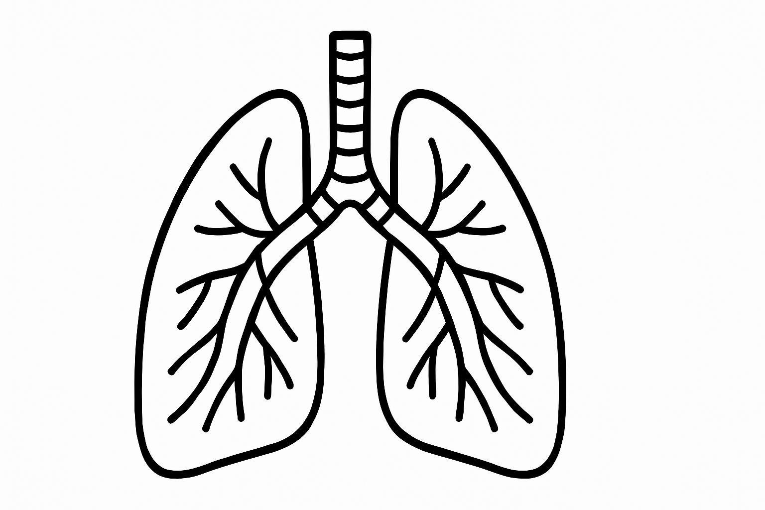 Human Lungs Tactile Graphic