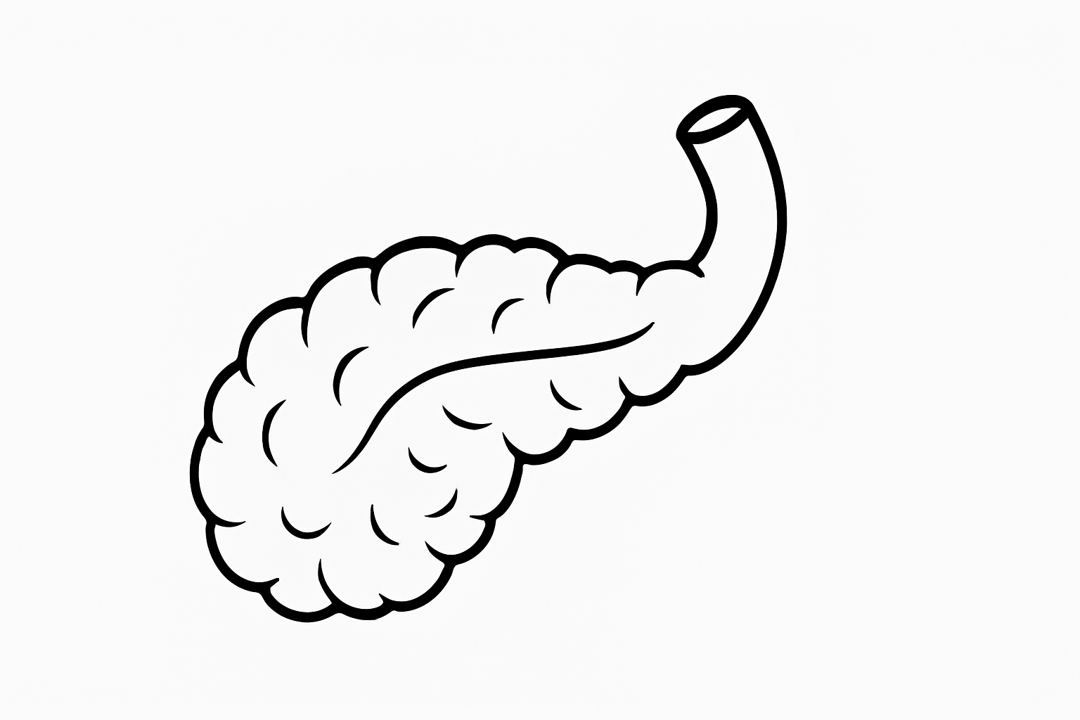 Human Pancreas Tactile Graphic
