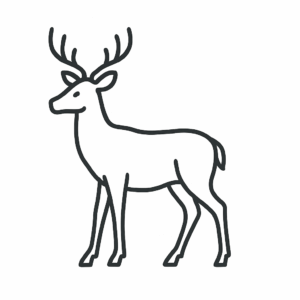 Buck Deer
