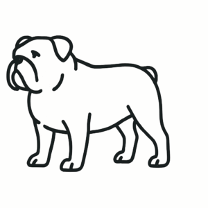 Bull Dog