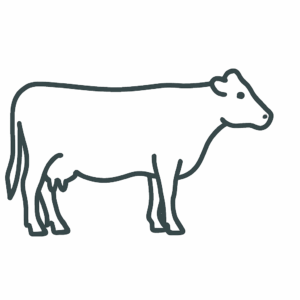 Cow Tactile Graphic