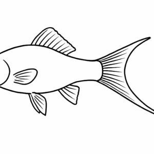 Swordtail Fish Tactile Graphic