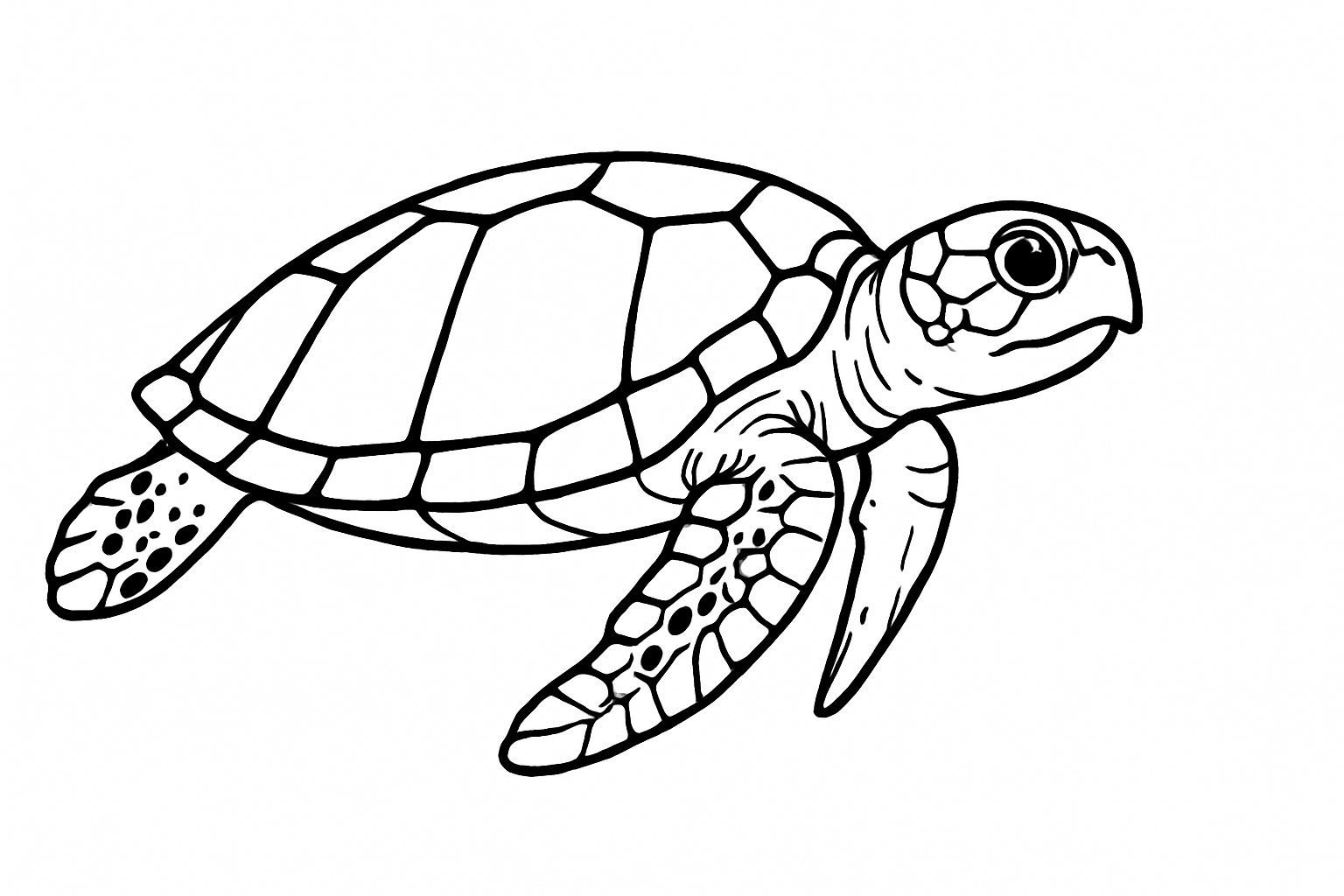loggerhead Turtle Tactile Graphic