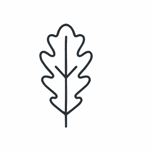Oak Leaf Tactile Graphic