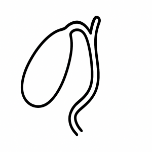 Human Gallbladder