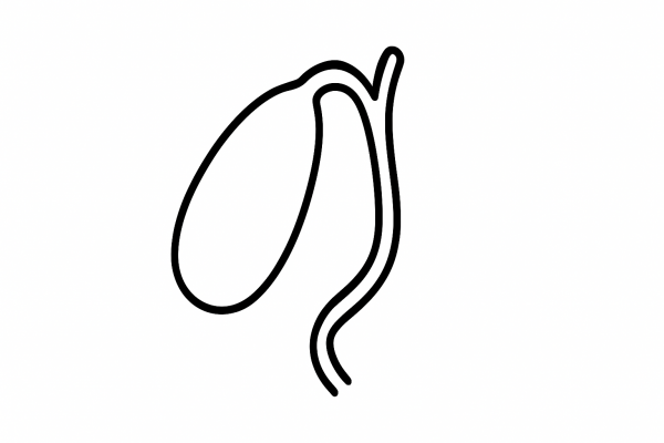 Human Gallbladder