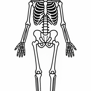 Human Skeleton