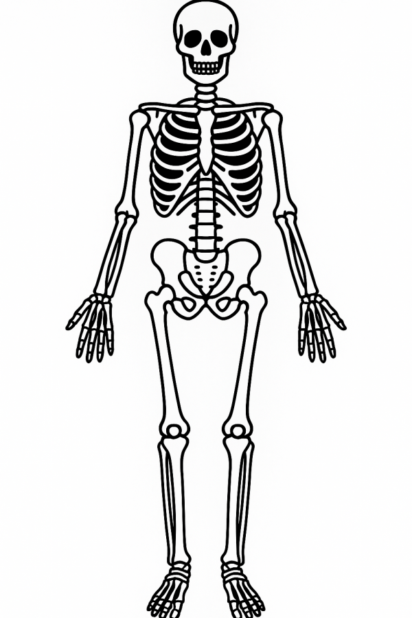 Human Skeleton
