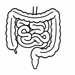 Human Intestines Tactile Graphic