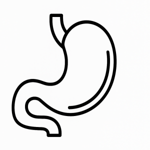 Human Stomach