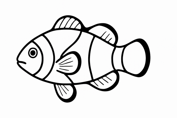 Clownfish Tactile Graphic